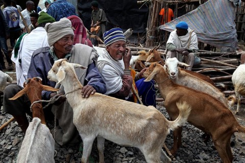 Men trade goats at a market in traditional surroundings, Lalibela, Ethiopia
