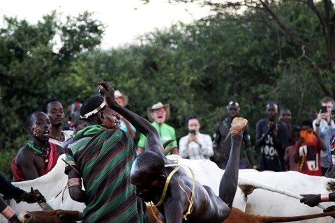 Man loses balance on cattle backs while jumping, Turmi, Ethiopia