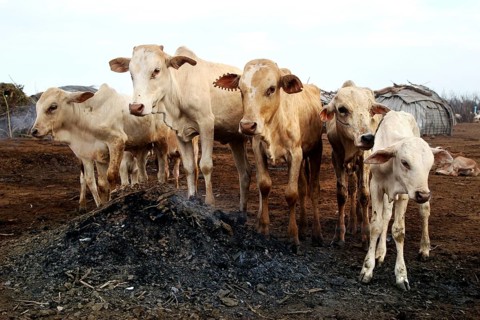 A group of cows standing together in a Dessanech village, Omorate, zero, Ethiopia