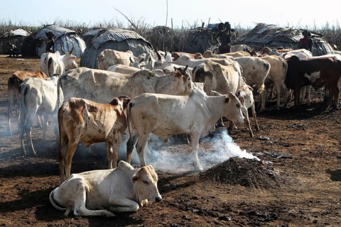 Herd of cattle in Dessanech village in Omorate with rustic ambiance, Omorate, null, Ethiopia