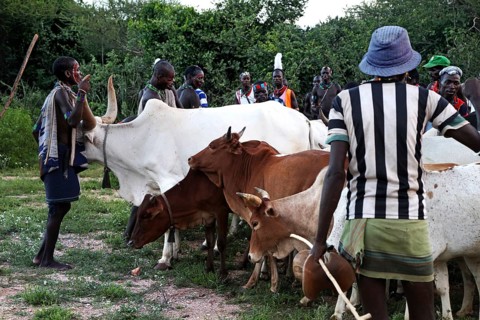 Hamer men surround cattle in preparation for bull jump, Turmi, Ethiopia