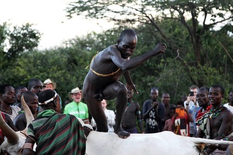 Young Hamer man jumps over cattle in a traditional ritual, Turmi, Ethiopia