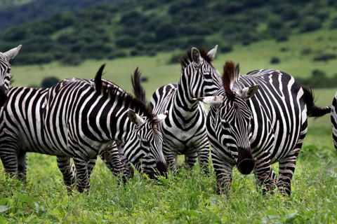 Zebra herd stands together in the lush green landscape of the park, Nech Sar National Park,