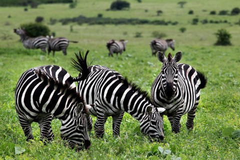 A group of zebras grazing peacefully in a green savanna landscape, Nech Sar National Park, Ethiopia
