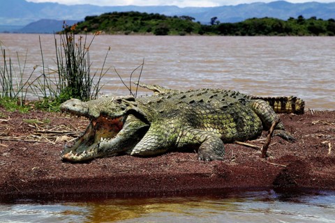 A large crocodile lies on the shores of Lake Chamo in Nech Sar National Park, Nech Sar National