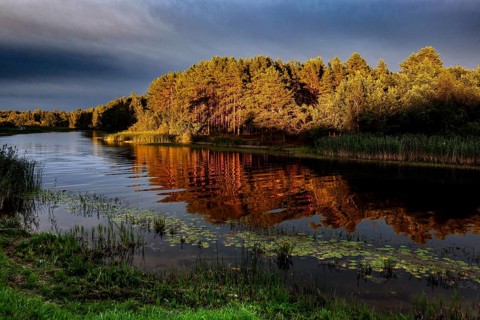 Shimmering golden trees are reflected in the calm water of a river, creating a peaceful atmosphere,