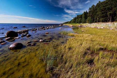 Coast near Suurpea with thick forest, stones and clear sky, Suurpea, Harju, Estonia