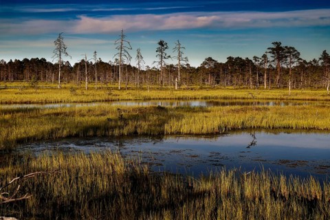 Moorland with bare trees and calm water under blue sky in Lahemaa National Park, Viru, Lahemaa