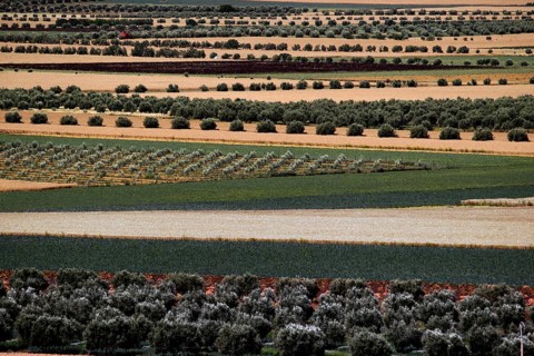 Geometric landscape with agricultural fields near Volubilis, Volubilis, Fès-Meknès, Morocco