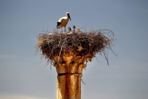 Stork nest on an old pillar of the Volubilis Capitol, a contrast between nature and ancient
