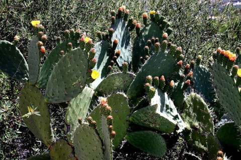 Cacti in full bloom against a rural backdrop in Volubilis, Volubilis, Fès-Meknès region, Morocco