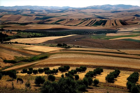 Extensive agricultural fields and hills around Volubilis in various shades of green, Volubilis,
