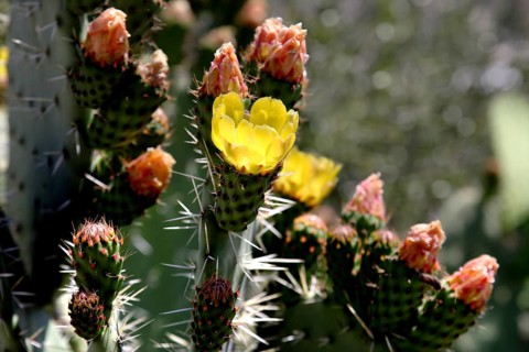 Close-up of cacti with yellow flowers in Volubilis, Volubilis, Fès-Meknès region, Morocco