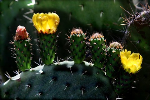 Close-up of cactus with yellow flowers and spiky details, Volubilis, null, Morocco