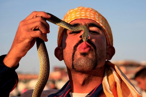 Snake charmer holding a snake in his face on Djemaa El Fna in Marrakech, Marrakesh, null, Morocco