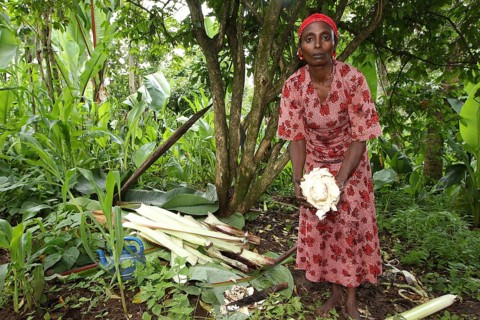 Woman working with Ensete plants, keeping harvested parts surrounded by lush vegetation, Yirga