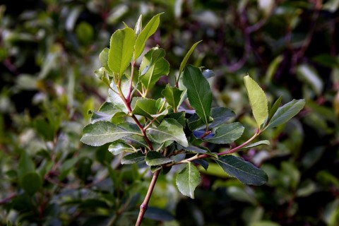 Close-up of fresh khat leaves in lush greenery, Tisissat, Ethiopia