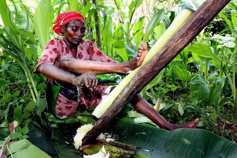 Woman processing Ensete plant sitting, traditional technique, dense vegetation surrounds her, Yirga