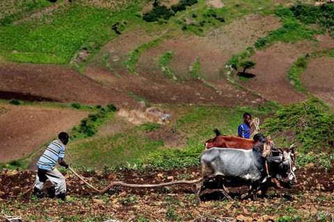 Farmworkers plough a field with an ox in the green countryside along the route from Awash to Harar,