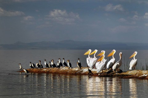 Cormorants and pelicans rest in an imposing formation at the lake, Ziway Lake, Ethiopia