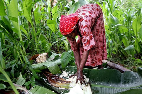 Woman wearing traditional clothing harvests Ensete, also known as fake banana, in a green field,