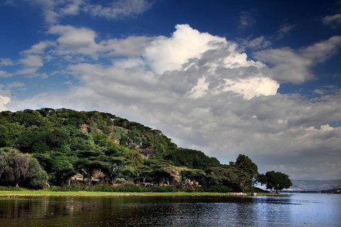 Lush vegetation on the shores of Ziway Lake under blue sky, Ziway, Oromia, Ethiopia