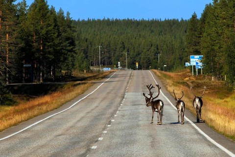 A group of reindeer passes a country road through the forests of Lapland on a sunny day, Lapland,