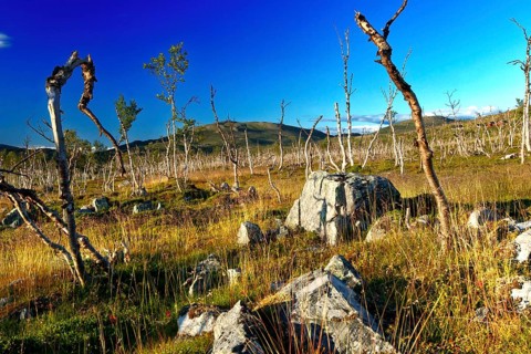 Barren tundra with dwarf birches and rocks under clear skies in Finnmark, Finnmark, Norway