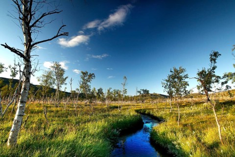 Blue stream crosses tundra with dwarf birches under a blue sky in Finnmark, Finnmark, Norway