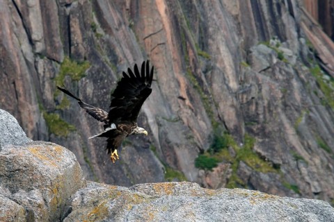 White-tailed eagle flying near a rock face in Trollfjord, Austvågøy, Raftsund, Norway