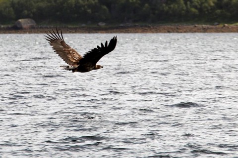 Sea eagles flying majestically over Raftsund water, Austvågøy, Raftsund, Norway