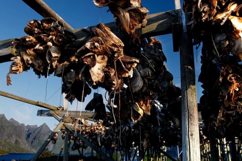 Dried fish on wooden racks in the sun under a clear sky, Sakrisøy, Moskenesøy, Lofoten