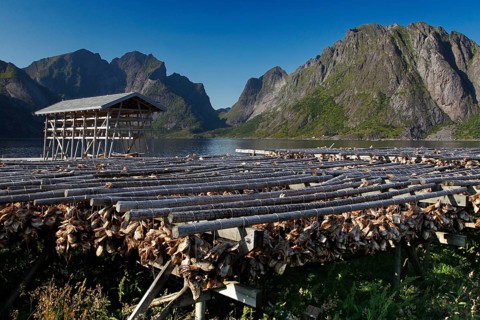 Fish racks with dried fish against a breathtaking mountain backdrop, Sakrisøy, Moskenesøy, Lofoten