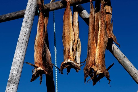 Dried fish hanging on wooden racks under blue sky, Sakrisøy, Moskenesøy, Lofoten