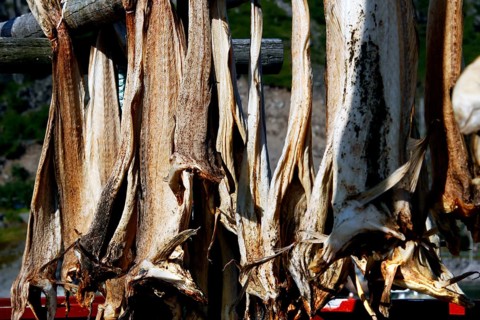 Dried fish hang in the sun on wooden racks in Sakrisøy, Sakrisøy, Moskenesøy, Lofoten
