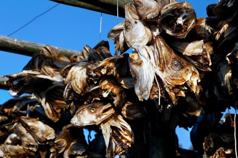 Close-up of dried fish heads under blue sky, Sakrisøy, Moskenesøy, Lofoten