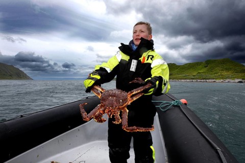 Young fisherman keeps king crab on rib boat in Sarnesfjord, Sarnesfjord, Norway