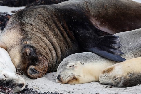 Several sea lions sleep close to each other on Kangaroo Island Beach, Seal Bay, Kangaroo Island,