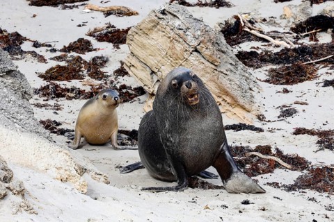 Two sea lions on a rocky beach backdrop in Seal Bay, lively and alert, Kangaroo Island, South