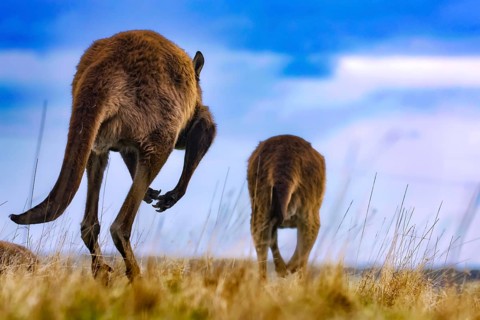 Two eastern gray kangaroos moving together on open spaces, Kangaroo Island, South Australia,