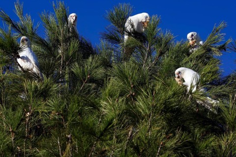 A group of nasal cockatoos sit on a tree under clear skies in Emu Bay, Kangaroo Island, South