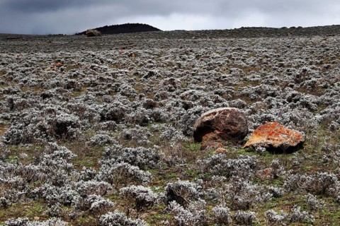 Rubble covered plain under gloomy sky on the Sanetti Plateau, Bale Mountains, Oromia, Ethiopia