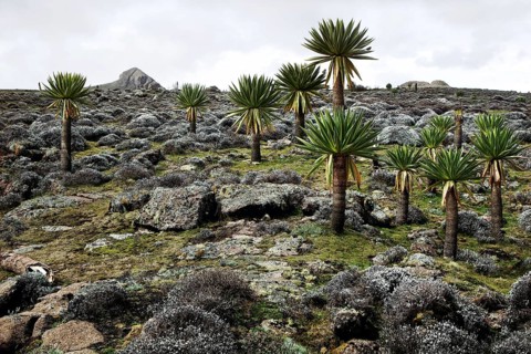 Giant lobelia scattered across a rocky landscape on the Sanetti Plateau, Bale Mountains, Sanetti
