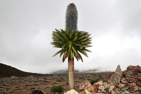 Giant lobelia on the Sanetti Plateau with cloudy sky, Bale Mountains, Sanetti Plateau, Ethiopia