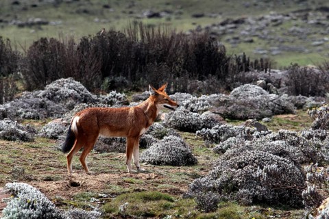 An Ethiopian wolf looks at the landscape with grassy and rocky areas, Bale Mountains, Sanetti