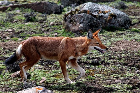 An Ethiopian wolf in motion surrounded by rocks and vegetation on the plateau, Bale Mountains,