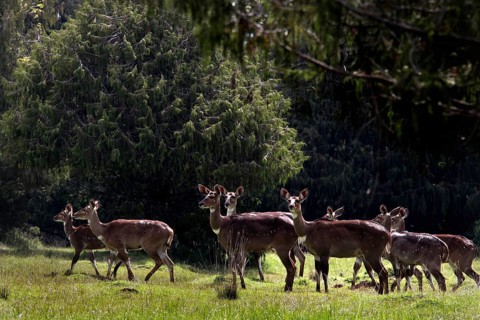 A group of mountain nyalas hikes through the forest canopy in the Bale Mountains, Bale Mountains,