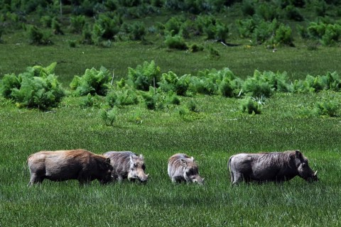 Several warthogs graze on an extensive green meadow in the Bale Mountains, Bale Mountains, Ethiopia