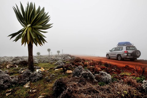 Giant lobelia on the side of the road in the fog of the Bale Mountains, Bale Mountains, Oromia,