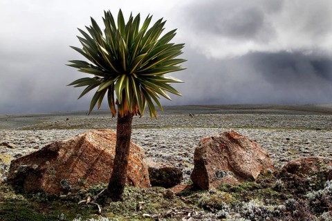 Giant lobelia surrounded by rocks on a plateau with a dramatic cloud background, Bale Mountains,
